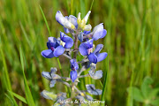 . of yesterday's bombing. The evil created by one person was overshadowed . (blue bonnet up close)