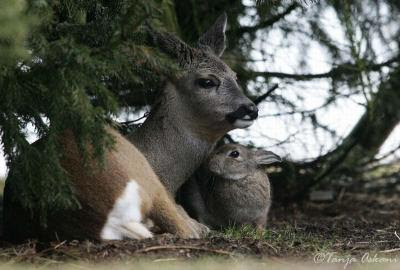 Bambi and Thumper