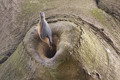 Blauspjocht - Boomklever - Sitta europaea