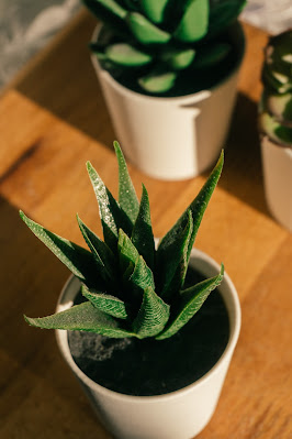 What is Aloe Vera: A Complete Guide.
