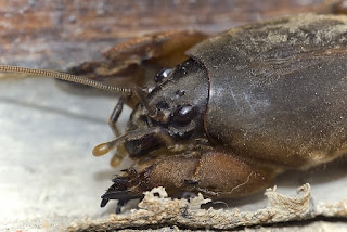 Para ampliar Gryllotalpa gryllotalpa (grillotopo, alacrán cebollero) hacer clic