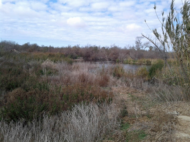 Stick Pond