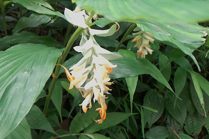 Dlium Baya ginger (Globba candida)