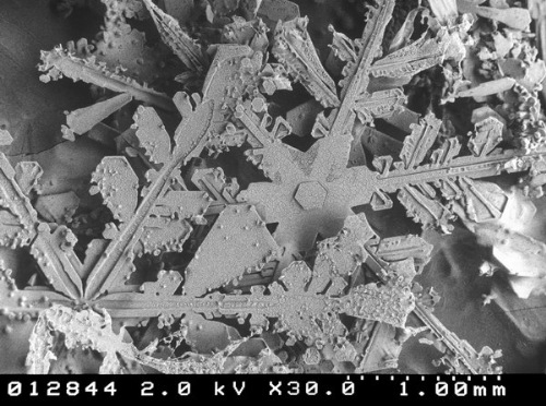 snow-microscope