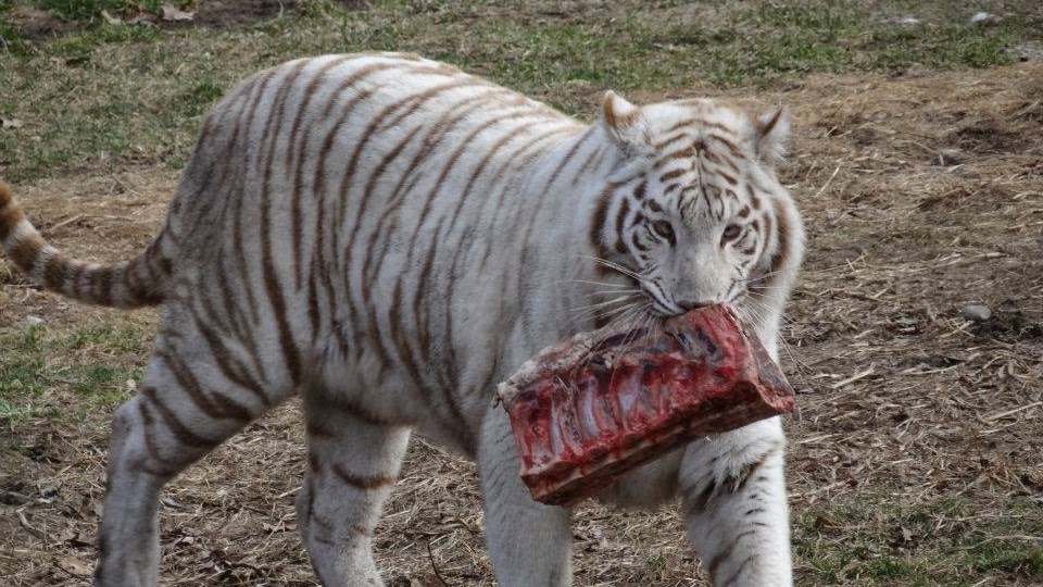 Southwick's Zoo - Southwicks Zoo