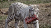 Southwick's Zoo - Southwicks Zoo