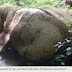 Elephant Skin For Chinese “Medicine”? Stop The Killing Of Elephants By Chinese