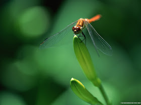 Dragonfly Wallpaper