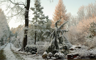 http://fotobabij.blogspot.com/2016/01/jaowiec-horstmann-i-inne-krzewy-pod.html