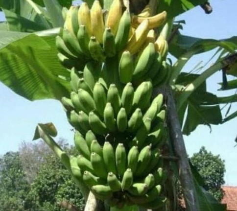 Bibit Pisang Raja Sereh Babakancikao