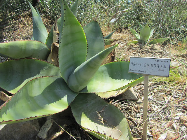 Agave guiengola