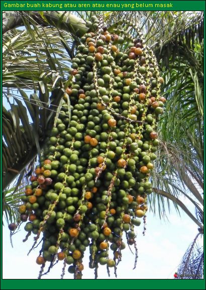 Bagaikan enau dalam belukar begitulah manusia di hutan besi 