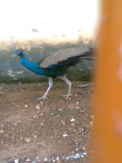 this peacock moods picture taken from Haripad Subramanya Swami Temple in Alappuzha District of Kerala where the temple authority keeping this peacock at there as peacock is the holy vehicle of Lord Muruga