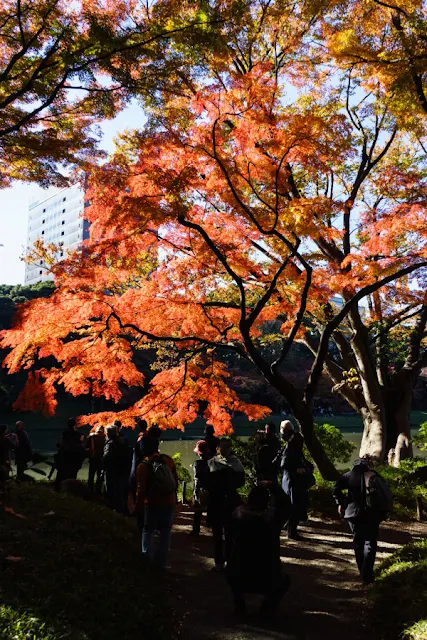 小石川後楽園（東京都文京区）の紅葉