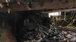 Seekor Macan Tutul Ditemukan Mendekam Di Bawah Kandang Ayam Milik Warga Labuhan Ratu Induk