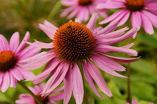 Echinacea is between the Natural And Herbal Remedies For Treating Acne