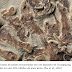 Revelado o mais antigo ancestral mandibulado dos humanos até o momento conhecido