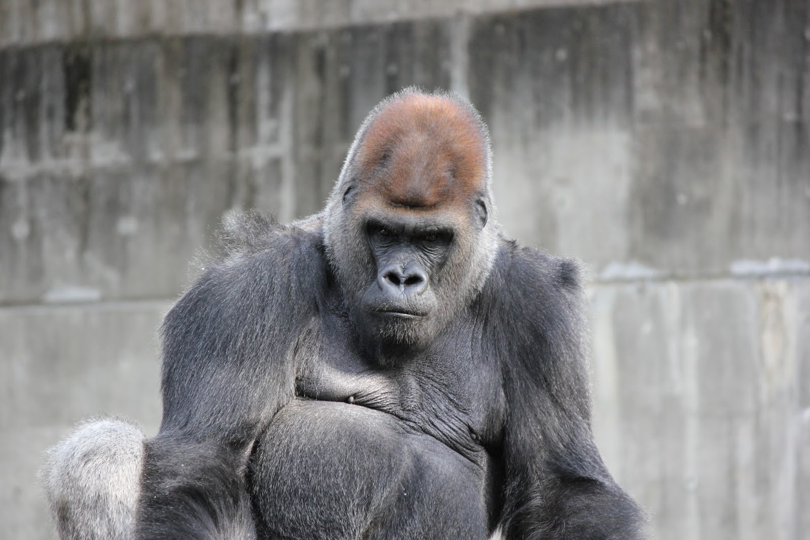 Gorilla 日記 イケメンゴリラ 八木山動物園のドン君