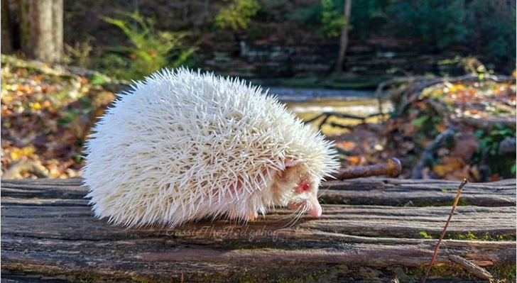 21 Amazing Photos Of Albino Animals