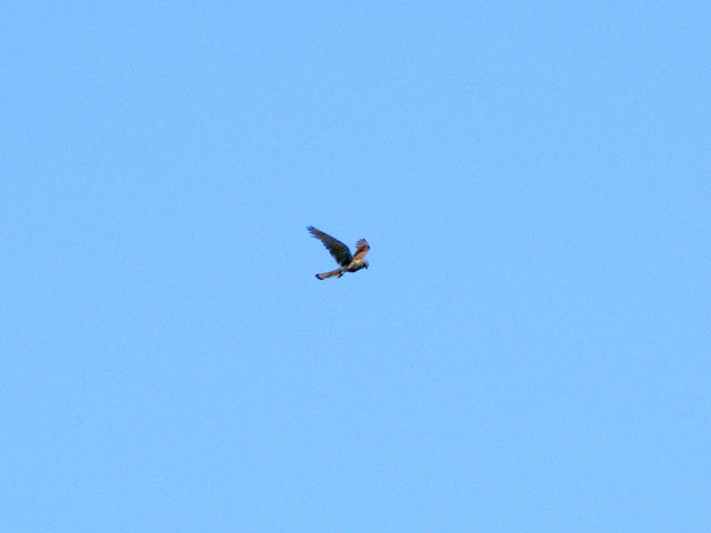 Old World Kestrel Falco tinnunculus. Charente-Maritime. France. Photo by Loire Valley Time Travel.