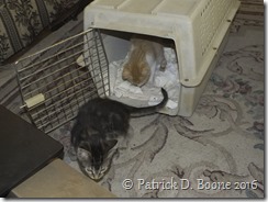 Baron and Toph Arrive Home