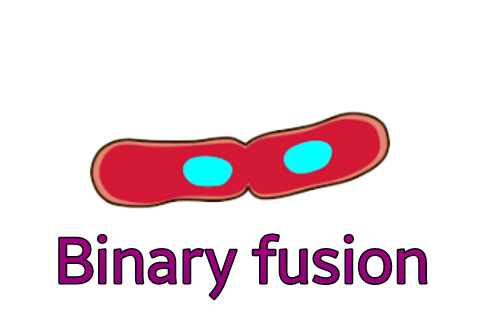 Bacterial cell division diagram, binary fusion images