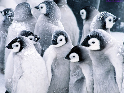 Penguins Standard Resolution HD Wallpaper