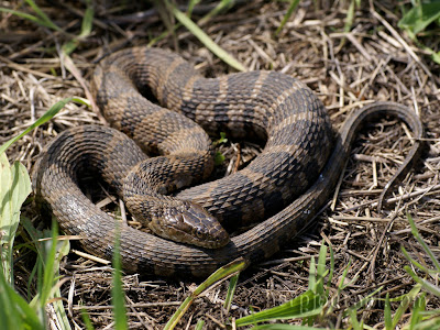 serpiente acuatica del norte Nerodia sipedon