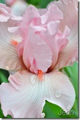 pink iris