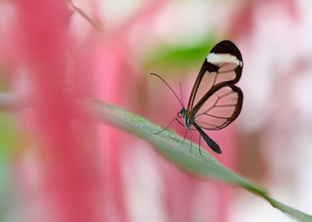 Glass Wing Butterfly