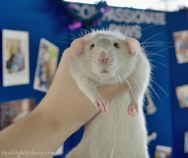 Oliver a therapy rat in training