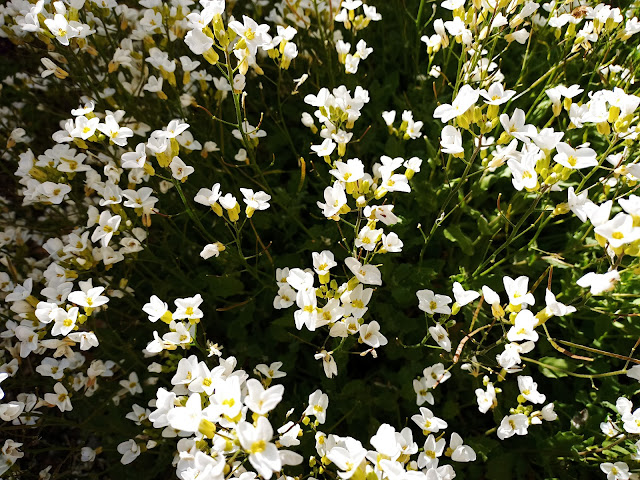 Arabis (Arabis alpina L. subsp. caucasica (Willd.) Briq.).