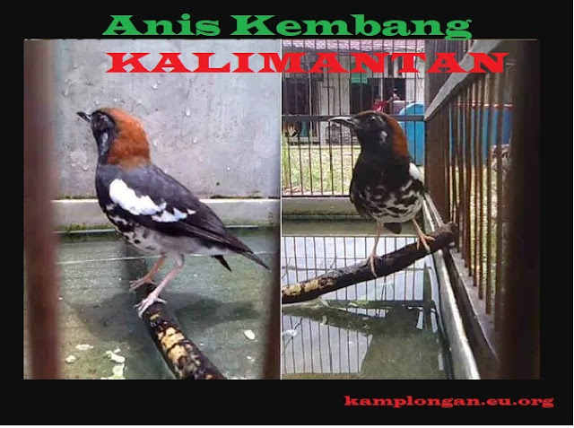 Burung anis kembang Kalimantan