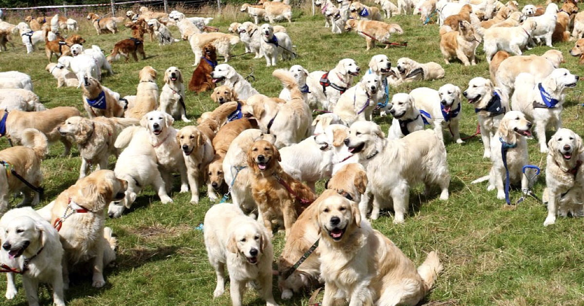 361 Golden Retrievers Gathered In Scotland, And The Photos Caused Us A Cuteness Overload