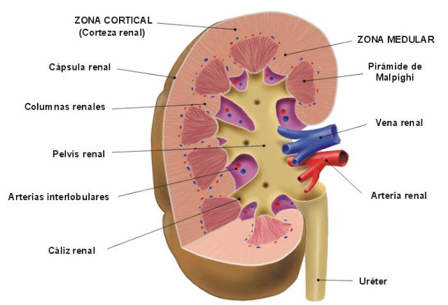 Resultado de imagen para esquema del riñon con sus partes