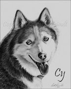 Siberian Husky Pet Portrait Drawing in Pencil