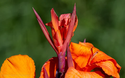 Canon Photography Flower Training Constantia, Cape Town