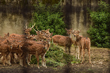 The photo shows a herd of deer standing next to each other. The deer are in a grassy field, and trees and bushes are visible in the background. Deer are of different sizes and ages, and have brown fur with white spots.
