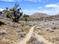  View northwest on Panorama Loop Trail toward Warren Point, Black Rock Canyon, Joshua Tree National Park