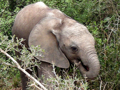 South Africa, Kruger National Park, safari, baby elephant, elephant