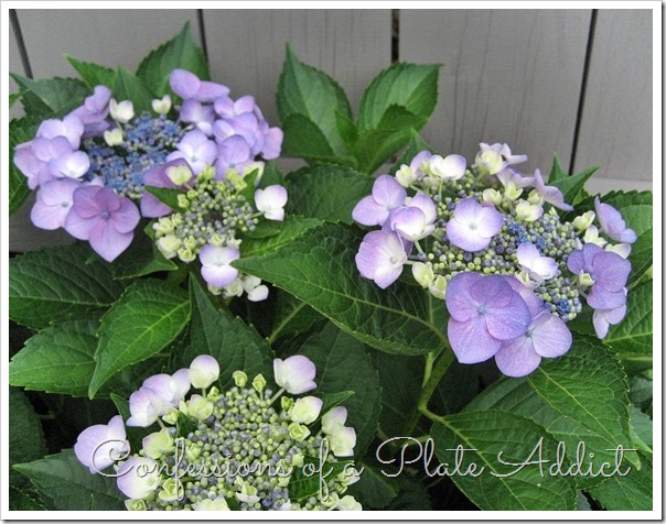Hydrangea