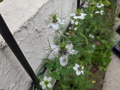 ニゲラの花