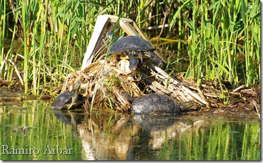 tortuga leprosa i tortuga flotida i7