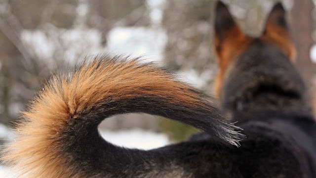 famale german shepherd tail stand up