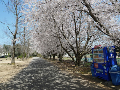 粟津公園 桜