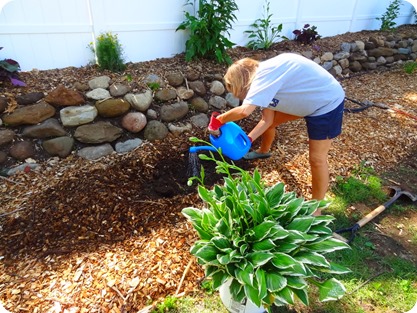Marsha planting