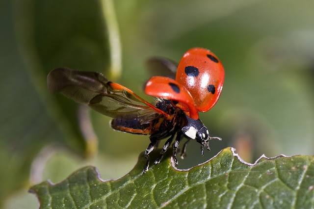 mariquita emprendiendo el vuelo