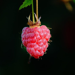 framboos, frambozen, ketonen, ketones, rubus idaeus