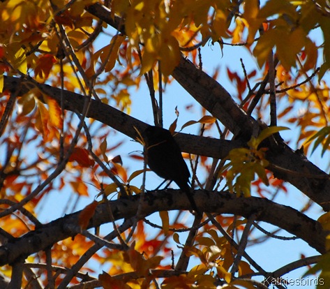 3. Bronzed cowbird-kab