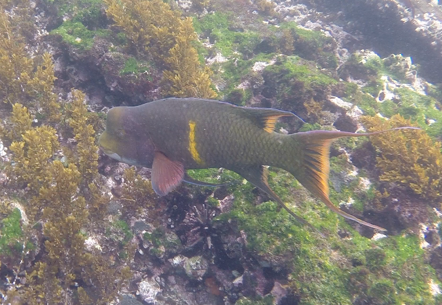 Pez vieja ribeteada, snorkel en Isla Isabela, Islas Galápagos